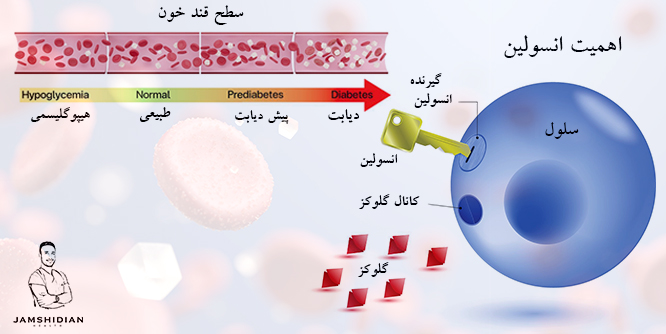 اهمیت انسولین